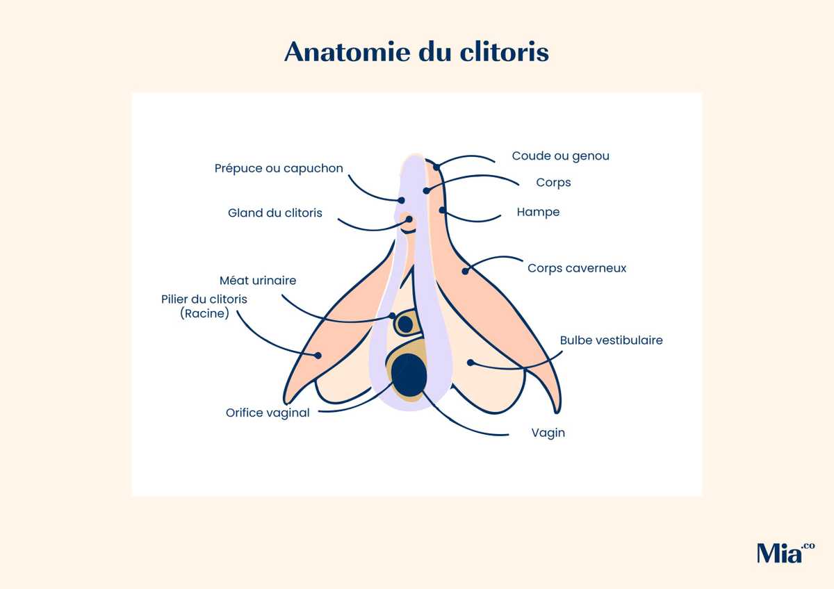 Clitoris sans capuchon