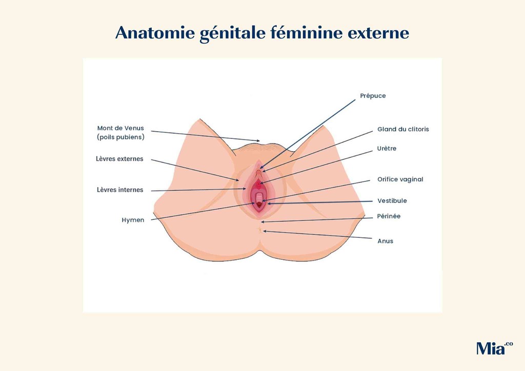 anatomie-genitale-feminine-externe