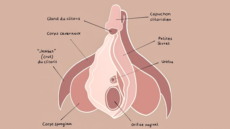 schéma clitoris